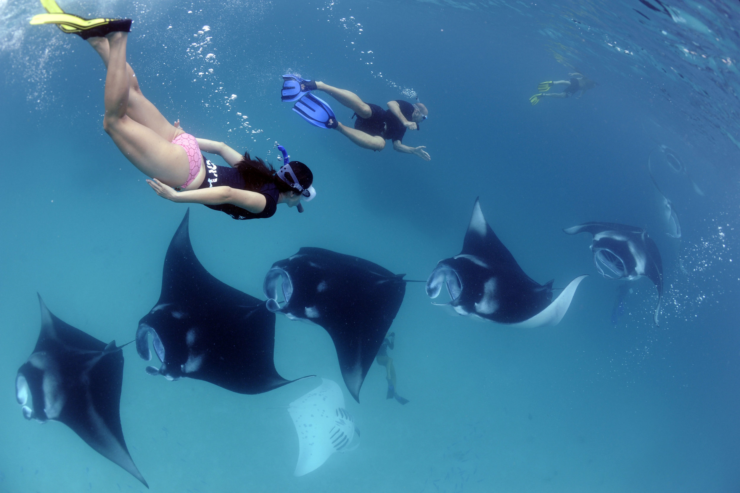 Raya manta en la temporada de mantas