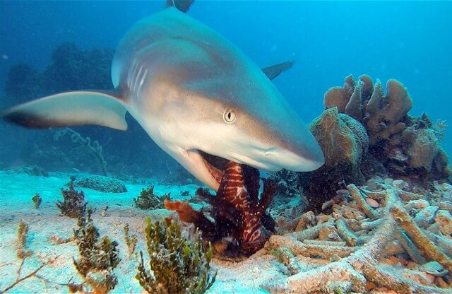 Tiburón gris de arrecife nadando en aguas costeras
