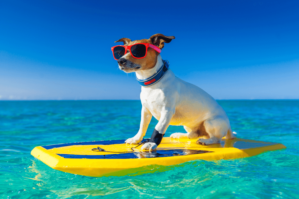 Perro en una tabla de paddle surf en las Maldivas