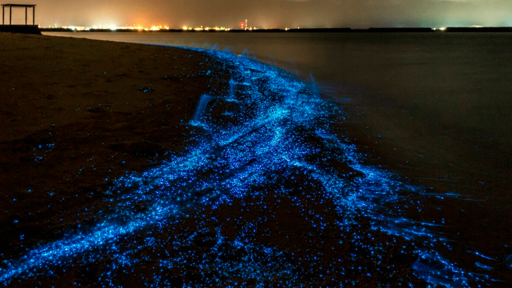 Playa resplandeciente de Vaadhoo, isla Thoddoo