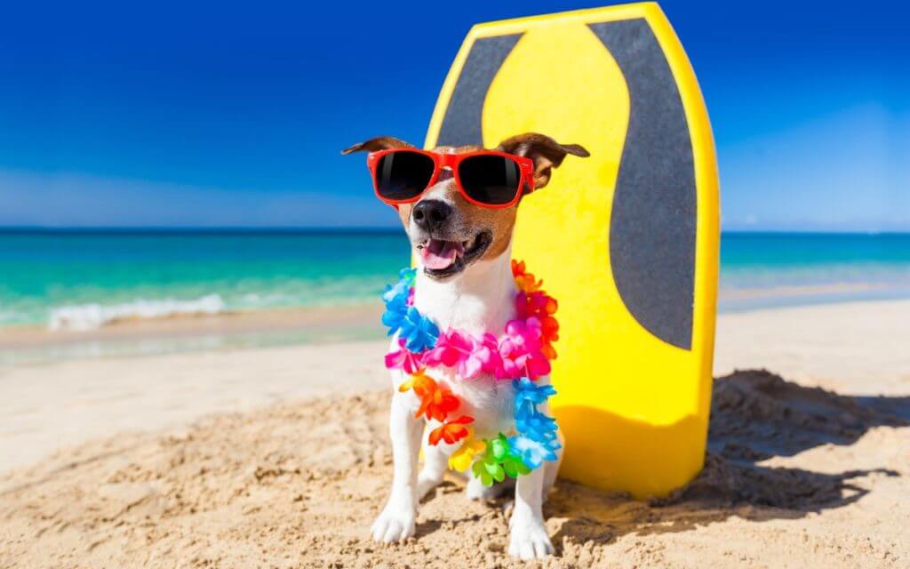 Un perro con gafas en una de las playas de Maldivas.