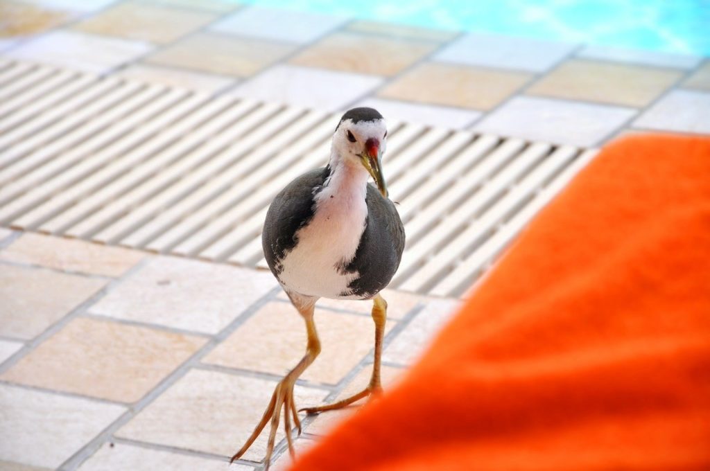 Pájaro charrán cerca de una piscina en las Maldivas