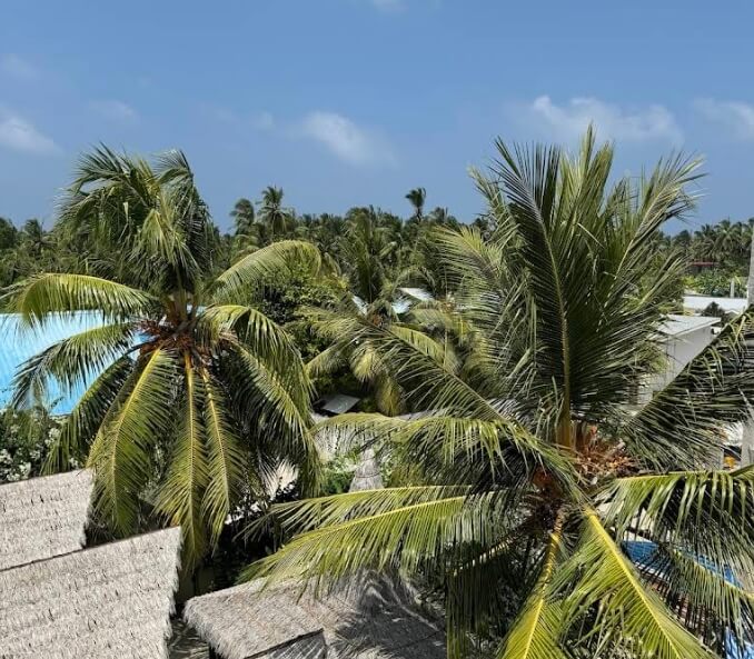 Palm trees seen from a rooftop