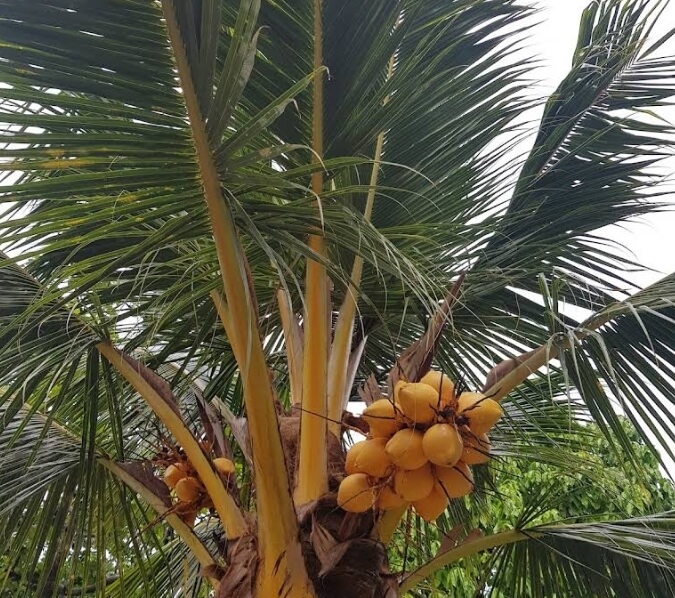 Coconut palm with young coconuts