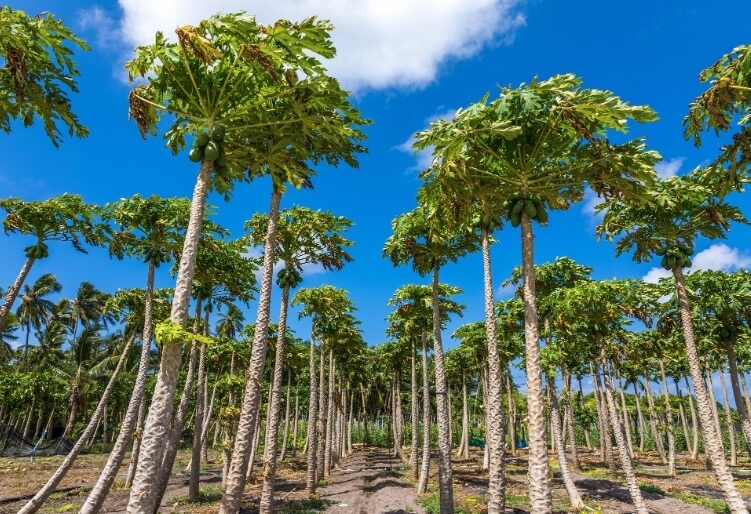 Papaya plantation on Thoddoo