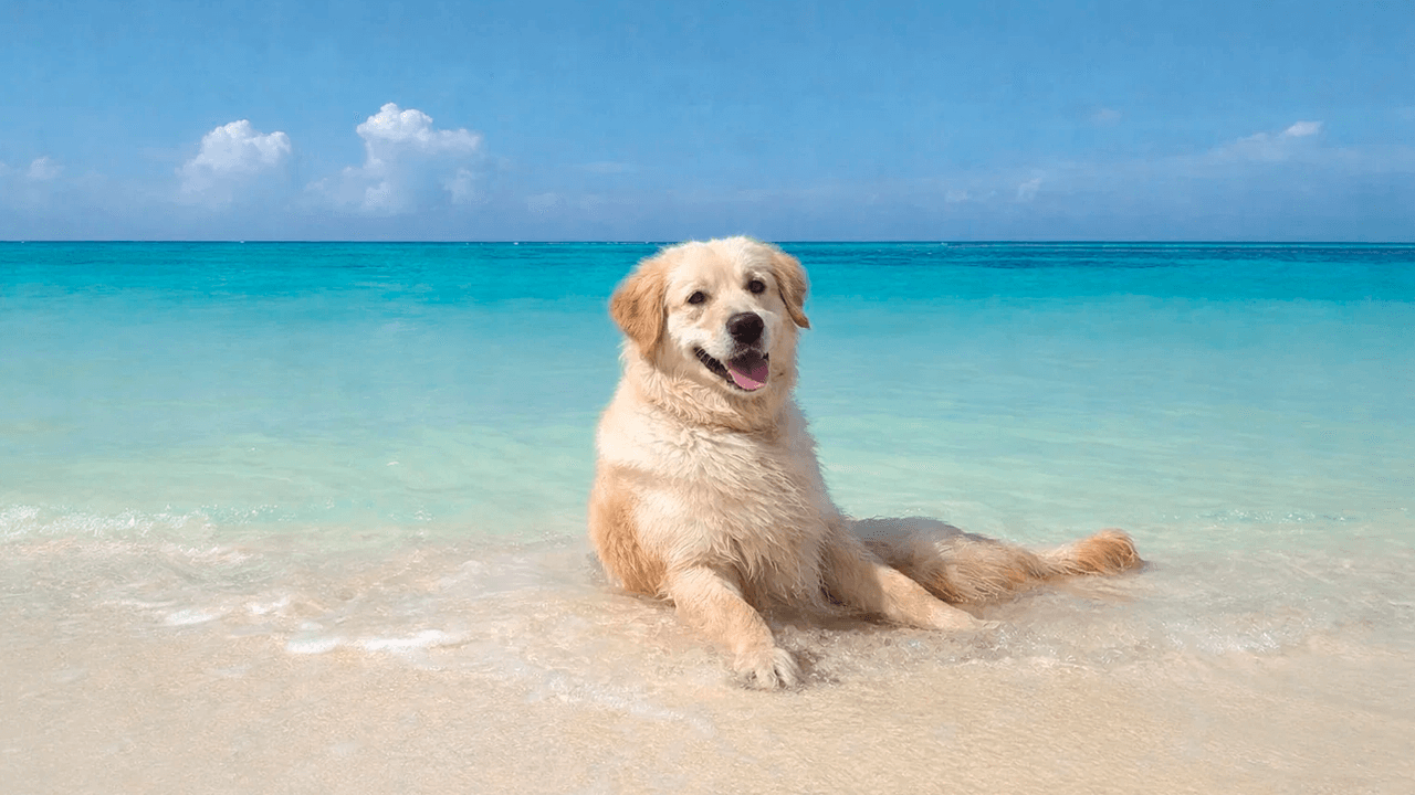 Un perro en la isla Thoddoo