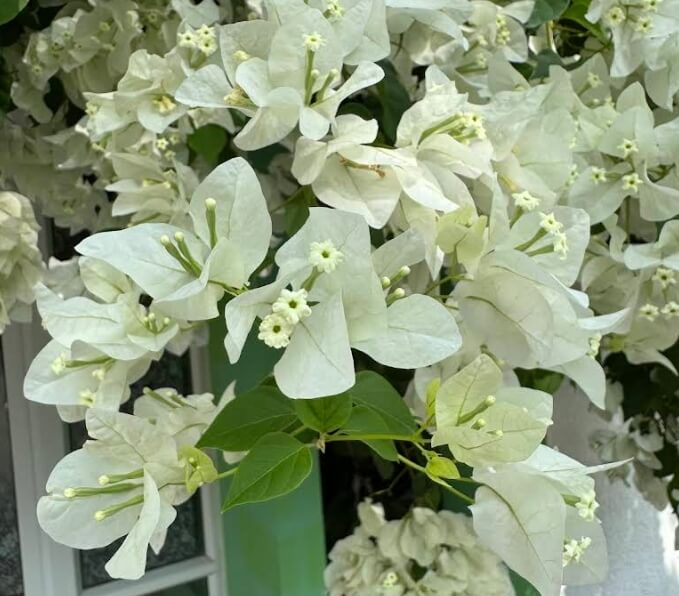White bougainvillea flowers