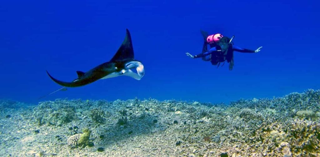Manta ray and a snorkeler over a reef