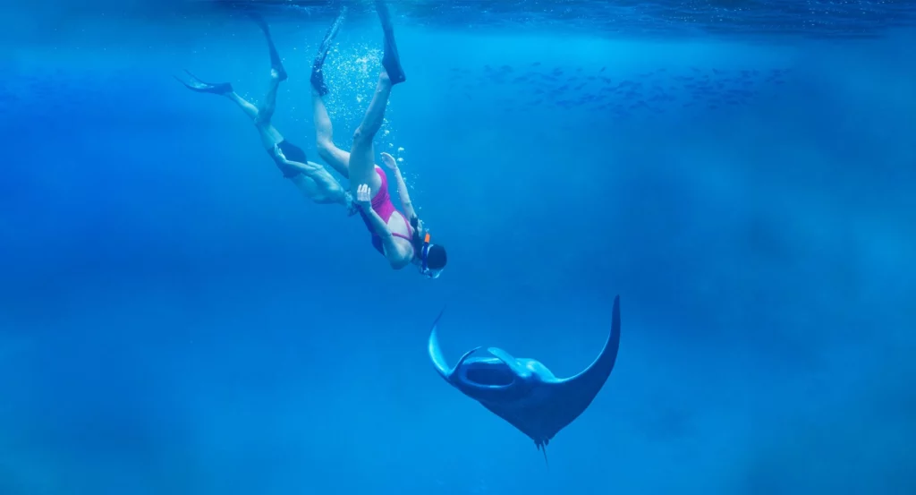 Snorkelers diving near a manta ray