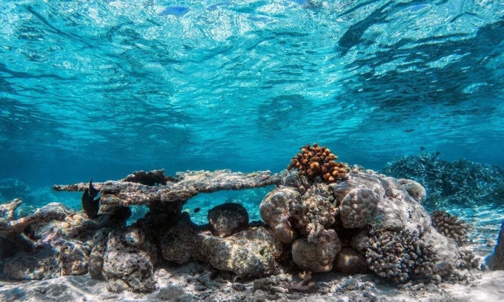 Коралловые рифы в водах Индийского океана Коралловые рифы в водах Индийского океана