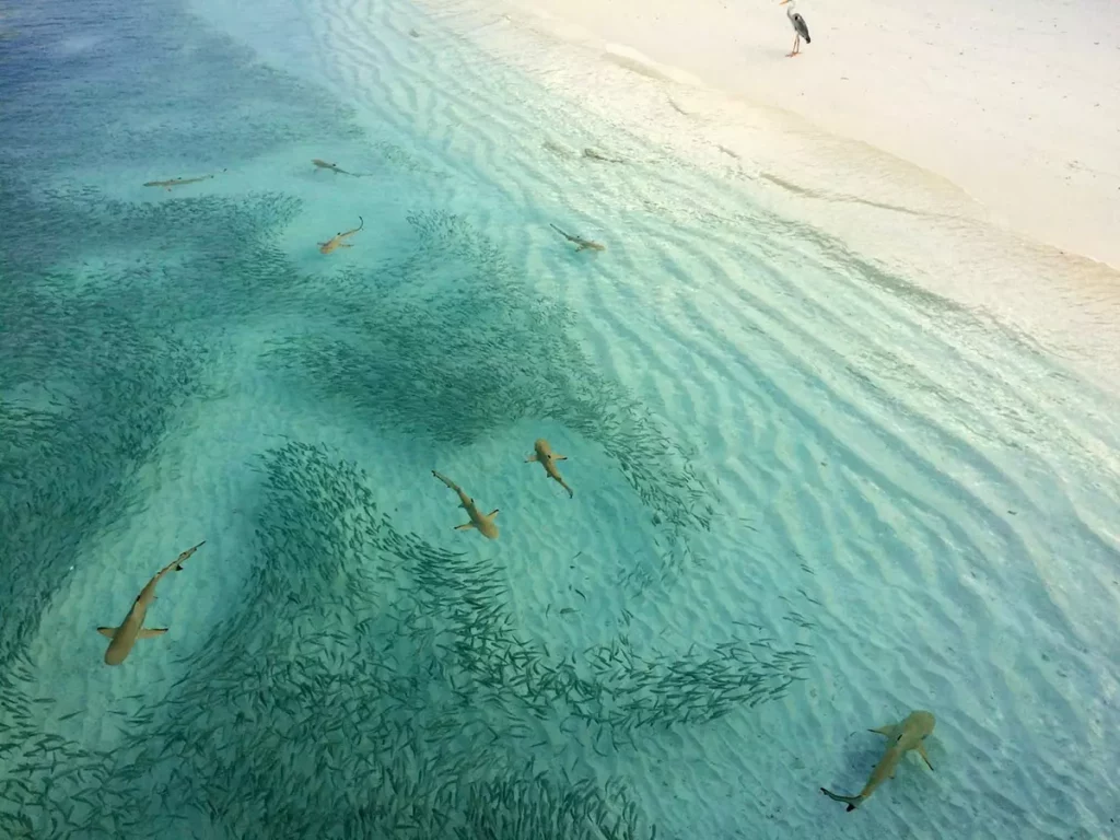 Скопление акул и рыб в водах Индийского океана, около берега Скопление акул и рыб в водах Индийского океана, около берега