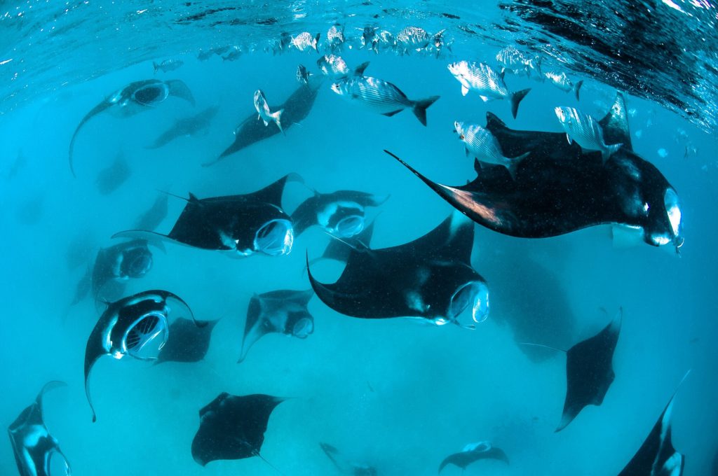 Group of manta rays feeding underwater