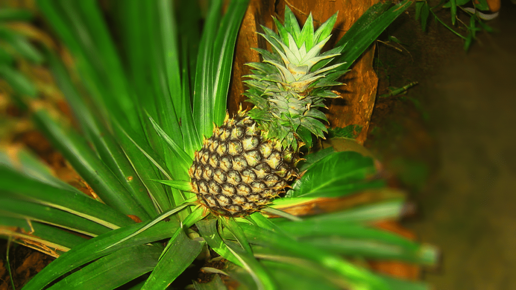 Pineapple growing among green leaves